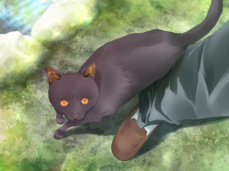 草地上的黑猫